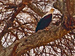 148-African Fish Eagle 5J8E7494