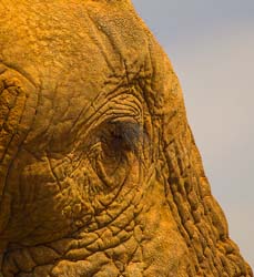 150-As High as an Elephants 5J8E7506