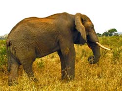 152-Elephant G11-3011
