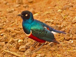 156-Superb Starling 5J8E7531