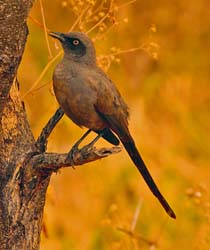 158-Rufous Chatterer 5J8E7546