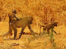 162-Baboons 5J8E7574