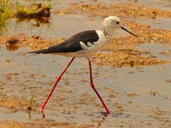 164-Black-winged Stilt 5J8E7588