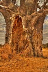 165-Baobab Tree 11U5B4202