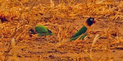 167-Yellow-collared Lovebird 5J8E7608