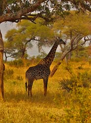 168-Giraffe 5J8E7611