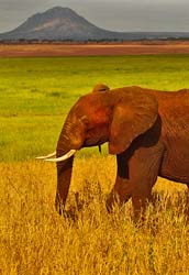 169-Elephant Grazing 5J8E7620