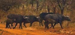 170-Cape Buffalos 5J8E7622