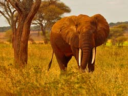 172-Elephant 5J8E7634
