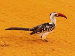 174-Red-billed Hornbill 5J8E7661