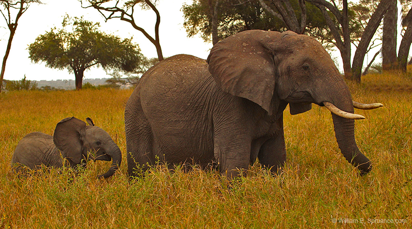 190-Elephants 5J8E7701