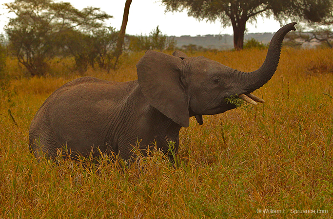 193-Elephant 5J8E7705