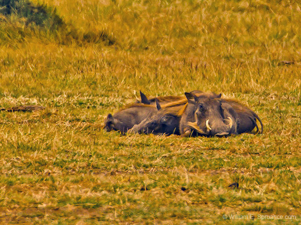 211-Warthogs 5J8E7886