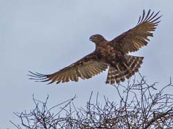 189-Brown Snake Eagle 5J8E7710