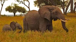 190-Elephants 5J8E7701