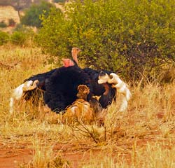 191-Ostrich Love Dance 5J8E7739
