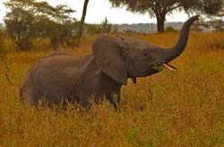 193-Elephant 5J8E7705