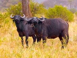 194-Cape Buffalo Pair 5J8E7755