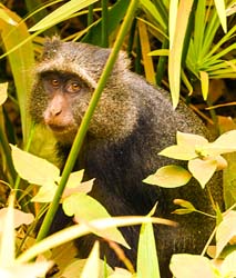 202-Sykes Monkey  5J8E7760