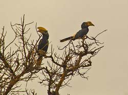 203-Silvery-cheeked Hornbill 5J8E7777