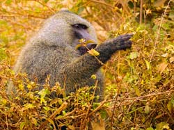 204-Olive Baboon 5J8E7767