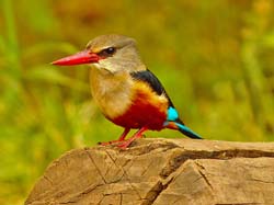 206-Woodland Kingfisher  5J8E7828