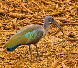 207-Hadada Ibis  5J8E7876