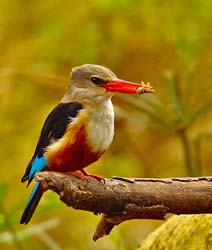 208-Woodland Kingfisher  5J8E7864