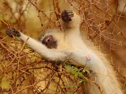 209-Vervet Monkey  5J8E7878