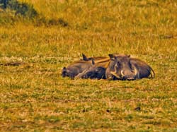 211-Warthogs 5J8E7886