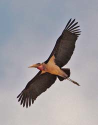 212-Marabou Stork  5J8E7905