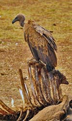 213-White-backed Vulture  5J8E7892