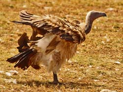 215-White-backed Vulture  5J8E7894