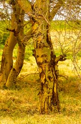 216-Green Bark Tree 5J8E7884