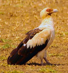 217-Palm-nut Vulture  5J8E7902