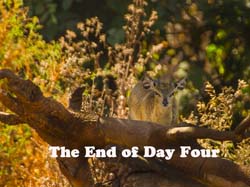 224-Klipspringer  5J8E7953