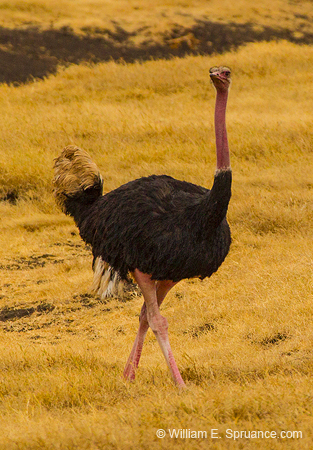 228-Male Ostrich  5J8E7959