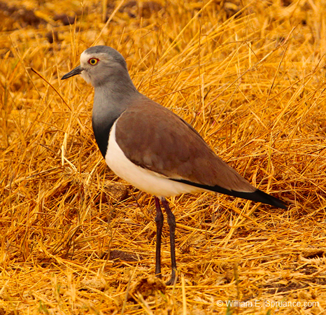 230-Black-winged Lapwing  5J8E7965