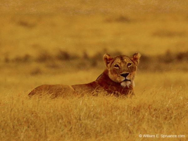 232-Female Lion  5J8E7979