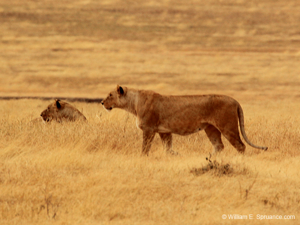 234-Female Lions  5J8E8013-3