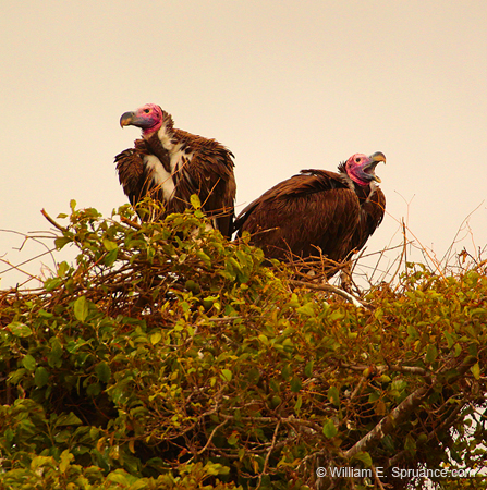 235-Lappet-faced Vulture  5J8E8040