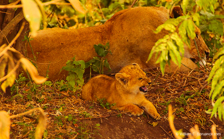 236-GRRRRRRROWL   5J8E8075