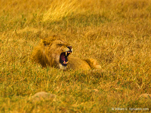 237-Male Lion  5J8E8126