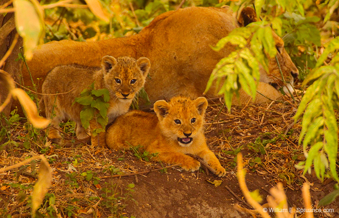 238-Young Lions  5J8E8096