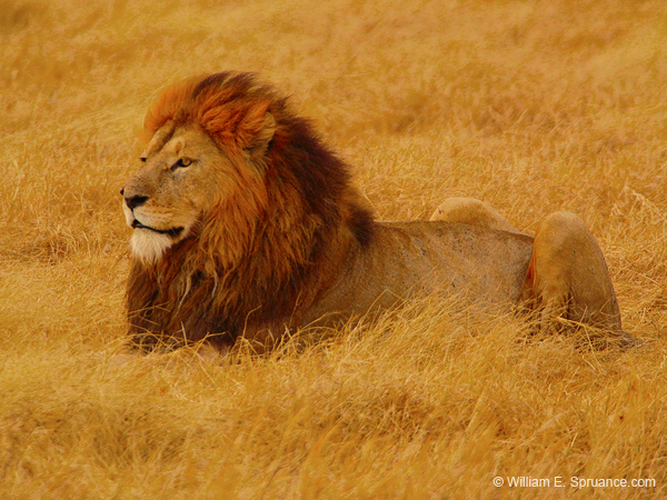 241-Male Lion  5J8E8161