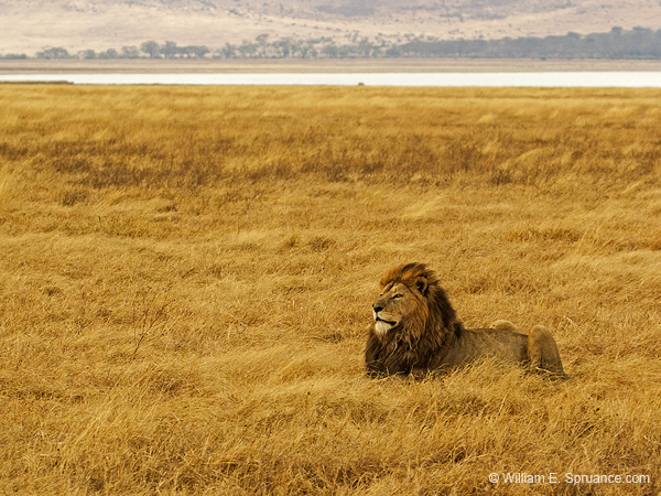 243-Male Lion  5J8E8188