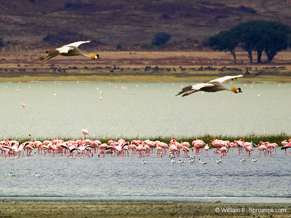 244-Grey Crowned Cranes & Flamingos  5J8E8385