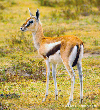 249-Thomson's Gazelle  5J8E8500