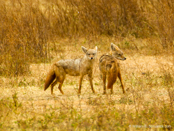 250-Cape Foxes  5J8E8510