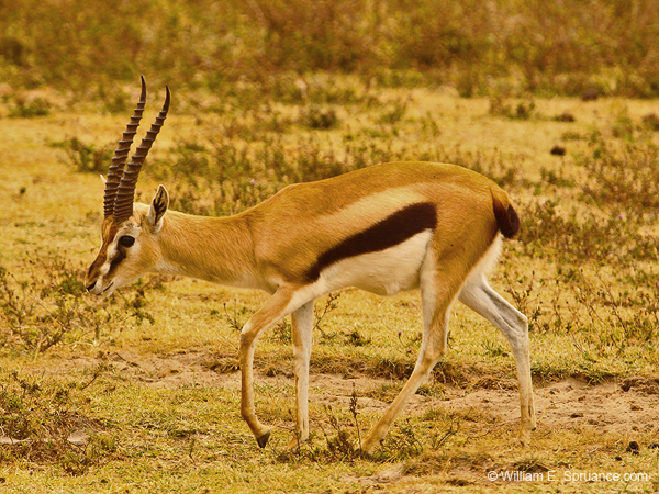 251-Thompson's Gazelle  5J8E8503